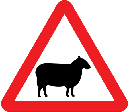 Sheep / farm animals