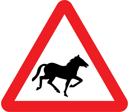 Wild horses or ponies